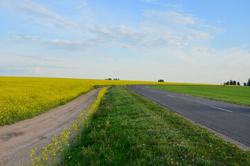 Fototapeta na wymiar two roads under a blue sky along a flowering field