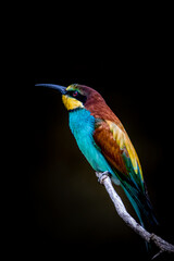 colorful european bee eater