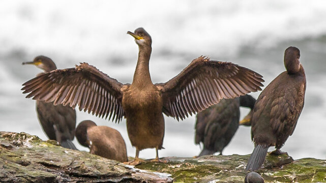 Spread Your Wings