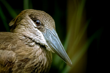 Portrait of a brown Hamerkop