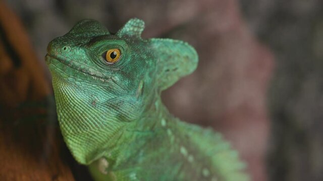 basilisk lizard