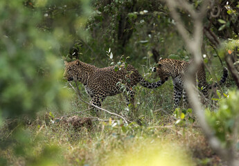 Leopard cubs at Masai Mara, Kenya