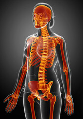 3d rendered, medically accurate illustration of a female skeleton system high lighted