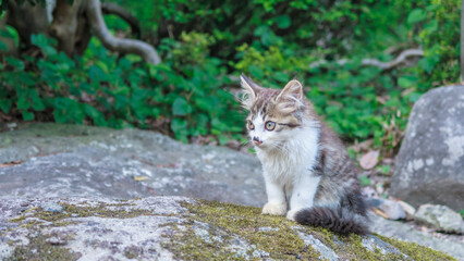 Naklejka na ściany i meble A little cat in Yamadera mountain.