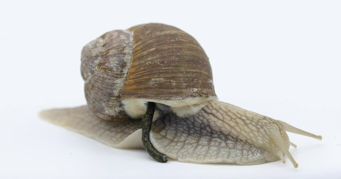 Close-up of a Roman snail (Helix pomatia) isolated on white