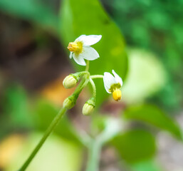 The green tree has white flowers and the flowers have yellow pollen.