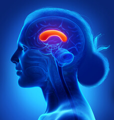 3d rendered medically accurate illustration of a female brains anatomy-the FRONT CORPUS