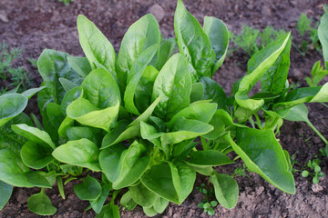 Green fresh spinach leaves grow in row in garden bed.
