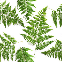 fern leaf seamless pattern isolated on white background