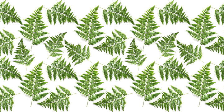 fern leaf seamless pattern isolated on white background