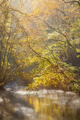 Fototapeta na wymiar Golden leaved forested creek in France.