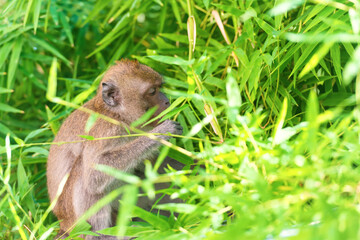 Wild animal monkey eating green bamboo leaves in forest