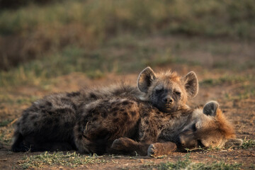 Hyena cubs sleeping, Masai Mara, Kenya