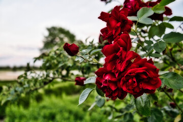 Blühende rote Rosenblüten