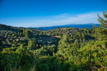 Fototapeta na wymiar Beautiful panoramic view on Olive groves on north Evia island. Greece.