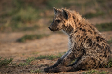 A portrait of a Hyena with cub, Masai Mara