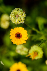Yellow flowers in the meadow.  Yellow flowers in the meadow. Wild Flowers.