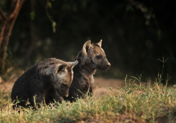 The little Hyena cubs, Masai Mara