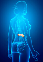 3d rendered, medically accurate illustration of a female pancreas