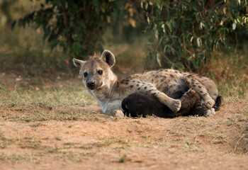 Hyena feeding her cub, Masai Mara