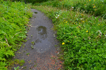path in the garden