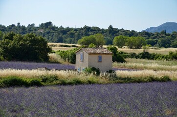 Fototapeta na wymiar Lavender field in Provence, France, traditional farmhouse in with purple and turquoise shutters, forest in the background, a sunny day in summer