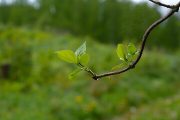 green leaves in spring