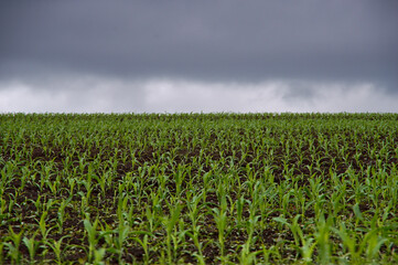 Fototapeta na wymiar 曇り空の下で作物の新芽が並んだ畑。