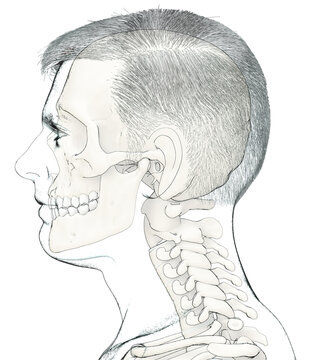 3d rendered medically accurate illustration of a male head anatomy