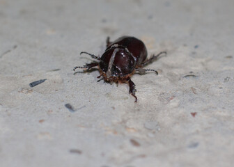 a large brown beetle on a grey square