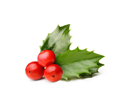 Holly berry leaves Christmas decoration