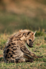 Hyena cub at Masai Mara, Kenya