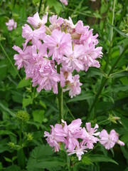 FLORACIÓN DE LA PLANTA JABONERA (SAPONARIA OFFICINALIS). CABEZA DE FLOR.
