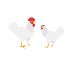Homemade farm Cock and hen breed Leghorn. Flat vector illustration on white background