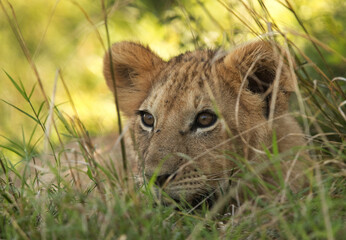 Lion cub in the grass, Masai Mara