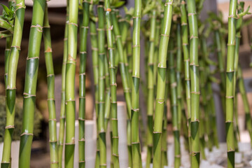 Vielseitiger Bambus - Bambusstangen