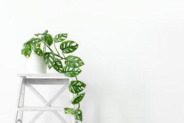 Beautiful monstera flower in a white pot stands on white wooden stand on a white background. The concept of minimalism. Monstera Monkey Mask or Monstera obliqua in pot. Urban jungle interior © kseniaso
