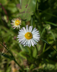 white daisy flower