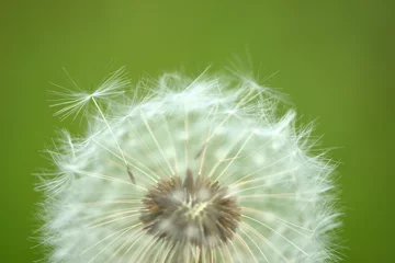 Fototapeten dandelion seed head © Alla Dmitriuk