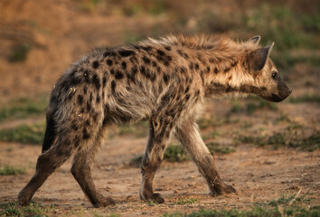 Closeup of a Hyena cub, Masai Mara
