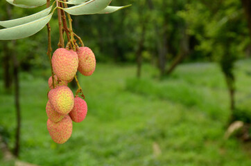 bunch the red ripe lychee in the guardan