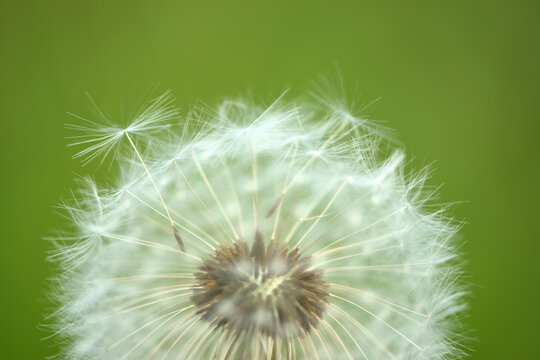 dandelion seed head