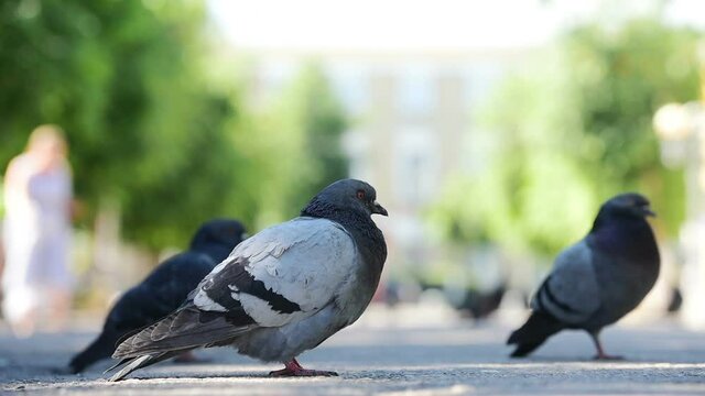 Flock of pigeons eating on the street