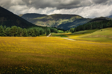 Amazing mountain landscape with trees in the sunlight and a beautiful field of yellow flowers