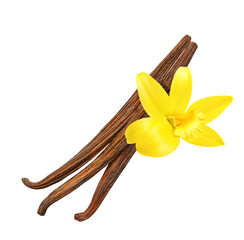 Vanilla pods and orchid flowers isolated