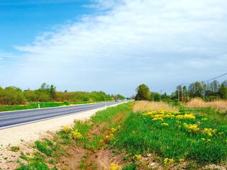 Blooming rapeseeds