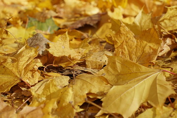fallen autumn leaves