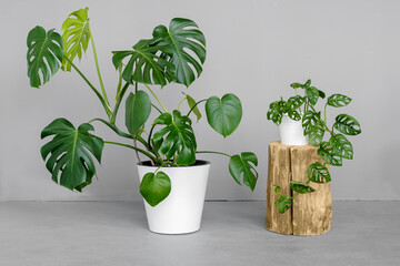 Monstera deliciosa and Monstera Monkey Mask in a white pots stands on a grey background. The concept of minimalism. Tropical leaves background. Stylish and minimalistic urban jungle interior. © kseniaso