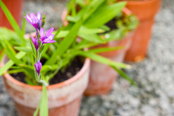 Small flower growing with pot plant outside in a small garden