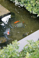 Orange fish and water turtles. They swim in their pond in the forest.